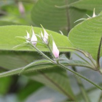 Barleria vestita T.Anderson